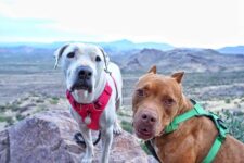 Tips for Traveling With Pit Bulls